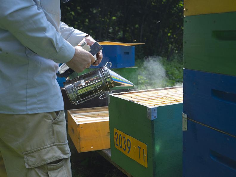 Image 1 - Découvrir les abeilles d'Oreste - visite du rucher avec dégustation